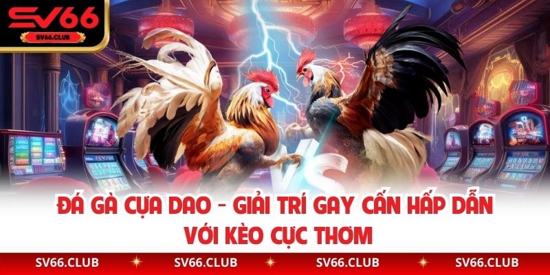 Đá Gà Cựa Dao - Giải Trí Gay Cấn Hấp Dẫn Với Kèo Cực Thơm
